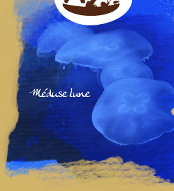 Méduse Lune