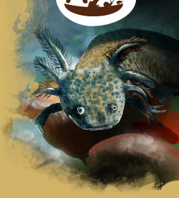 axolotl