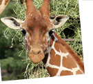 girafe réticulée